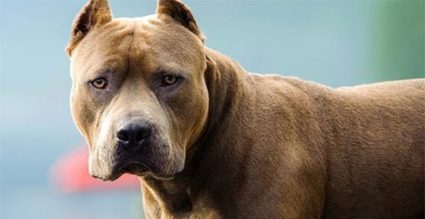 les-pitbulls-qui-attaquent-les-humains.jpg